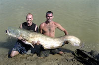 Cartfish