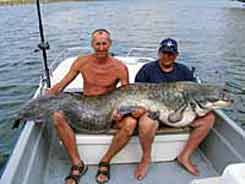 Two men with large Catfish in a boat